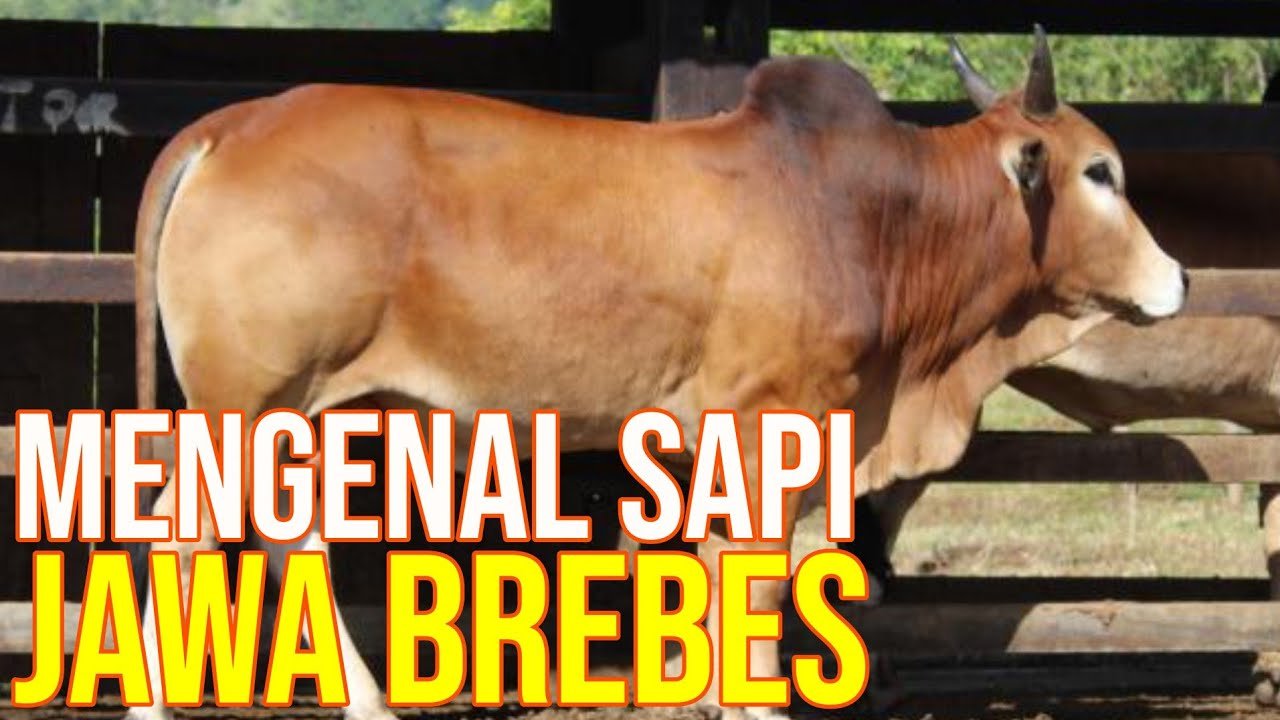 
                                 Jenis-Sapi-Lokal-Jabres-Jawa-Brebes-Asli-Indonesia